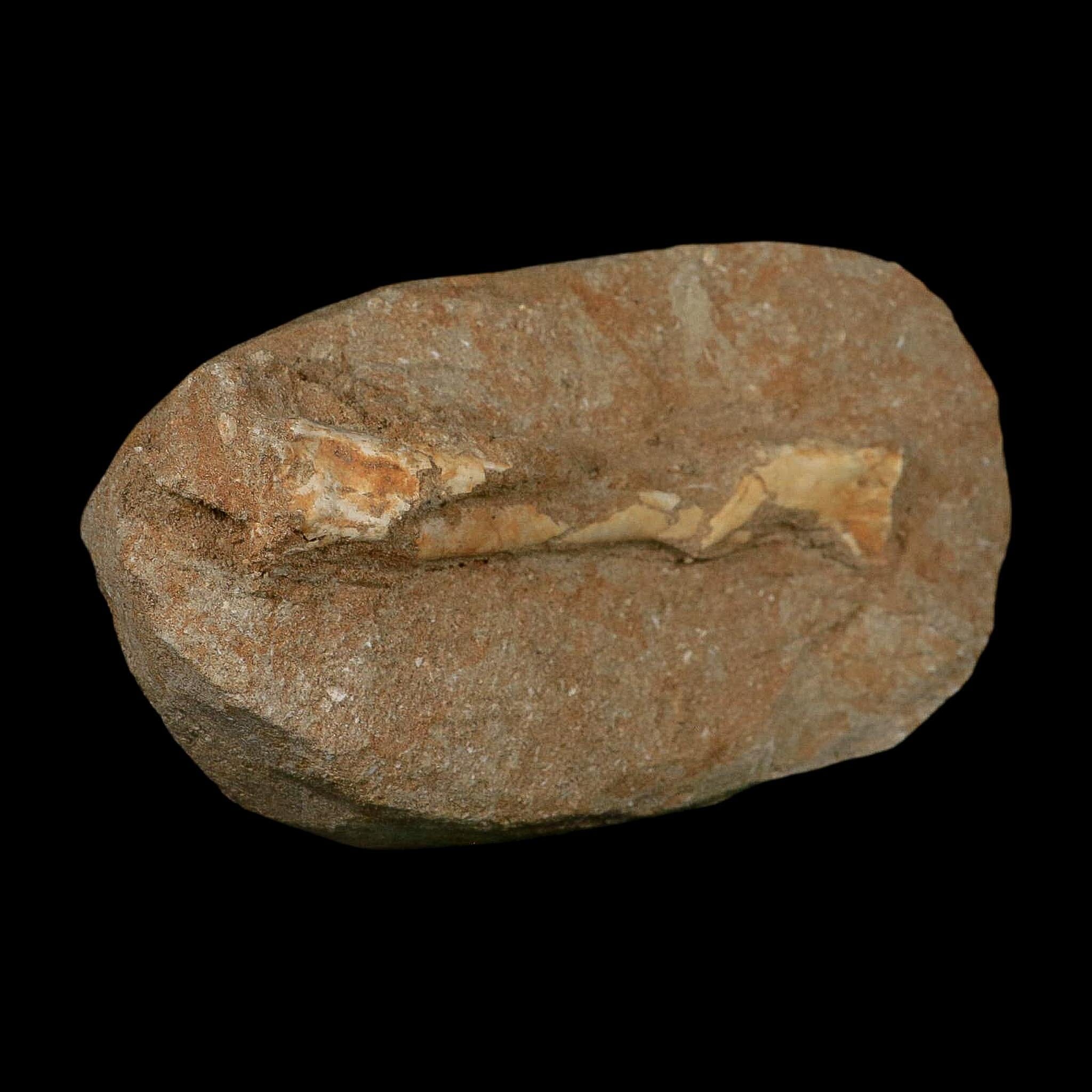 5.2" Pterosaur Tethydraco Regalis Fossil Bone Upper Cretaceous Morocco Stand COA - Fossil Age Minerals