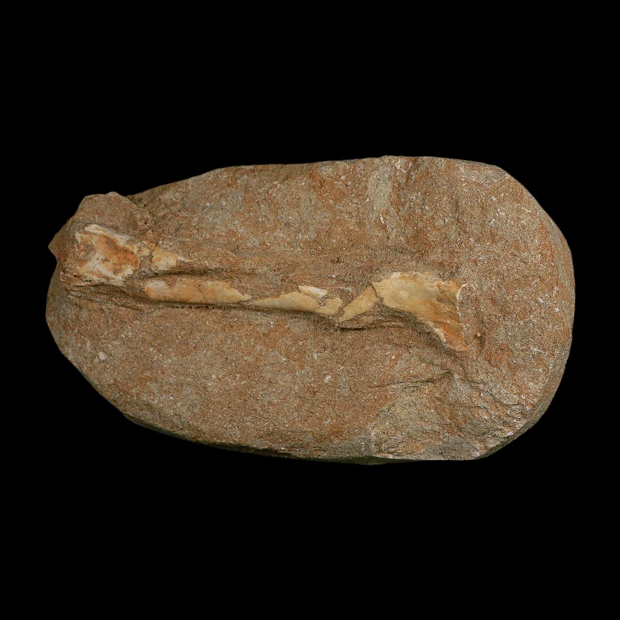 5.2" Pterosaur Tethydraco Regalis Fossil Bone Upper Cretaceous Morocco Stand COA - Fossil Age Minerals
