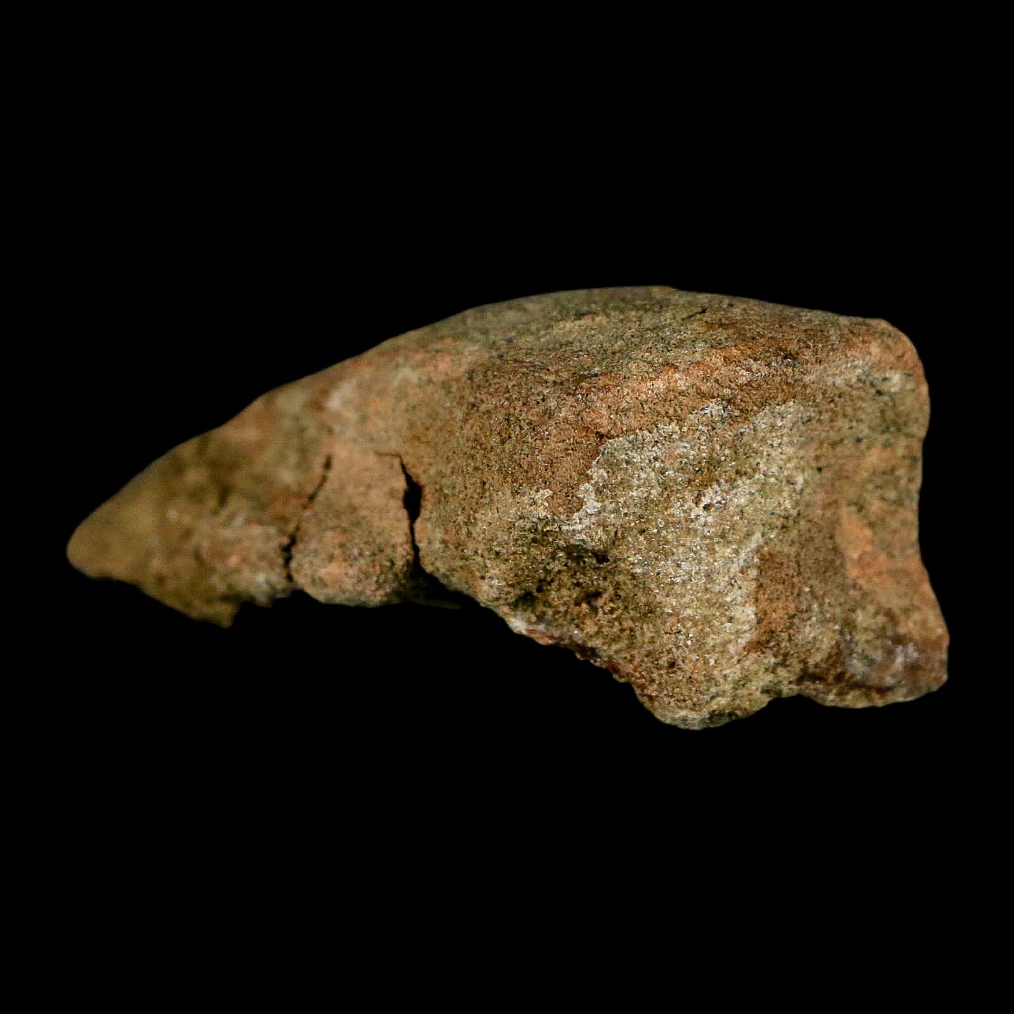 2.6" Pachycephalosaurus Dinosaur Fossil Foot Claw Lance Creek FM Wyoming COA - Fossil Age Minerals
