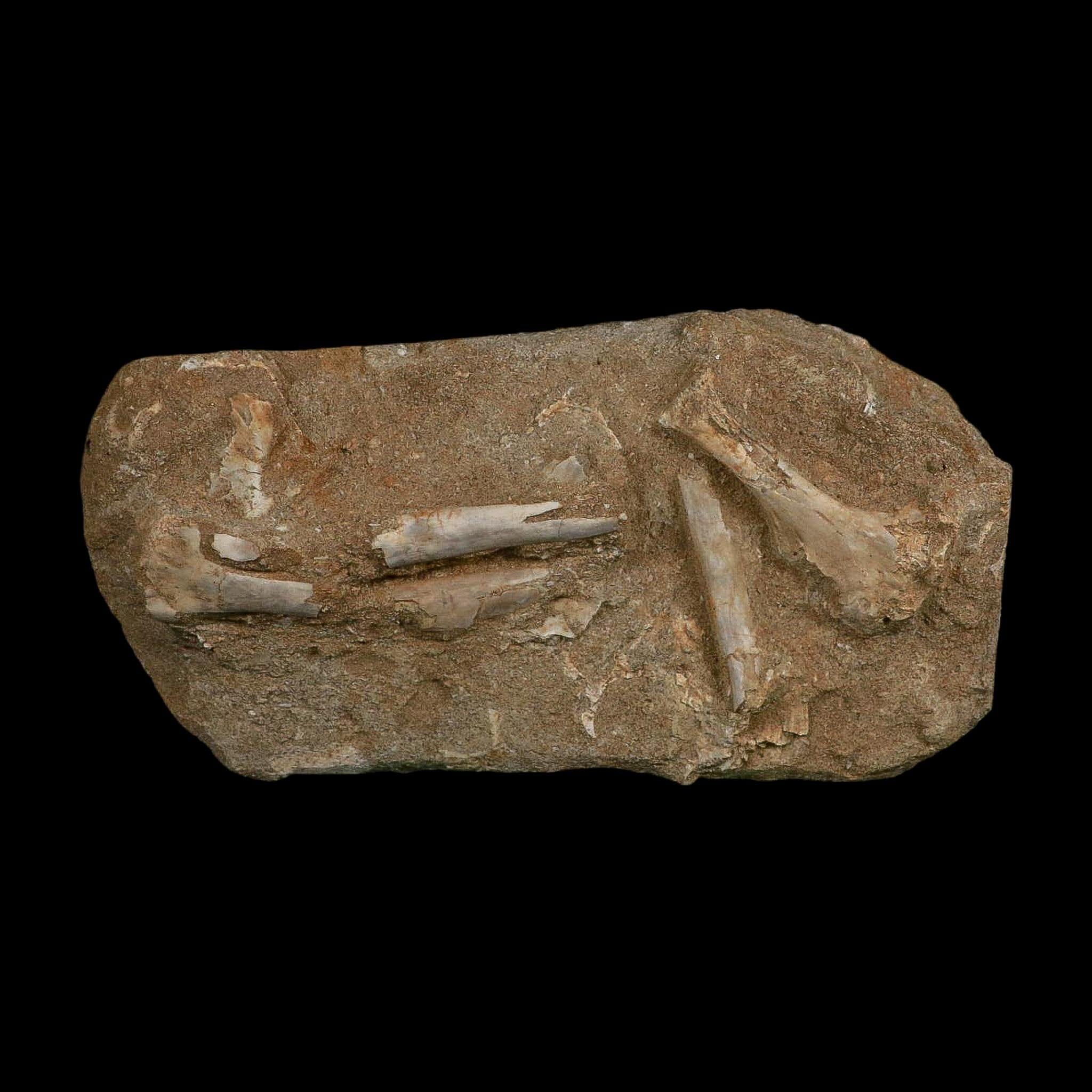 Pterosaur Tethydraco Regalis Fossil Bone Upper Cretaceous Morocco Stand COA - Fossil Age Minerals