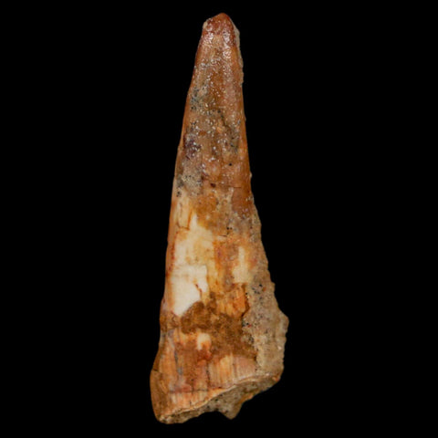 1.3" Pterosaur Coloborhynchus Fossil Tooth Upper Cretaceous Morocco COA, Display - Fossil Age Minerals