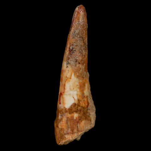 1.3" Pterosaur Coloborhynchus Fossil Tooth Upper Cretaceous Morocco COA, Display - Fossil Age Minerals