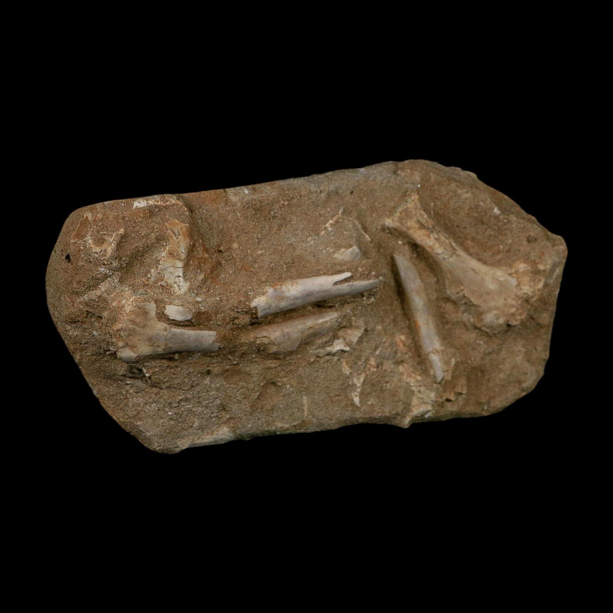Pterosaur Tethydraco Regalis Fossil Bone Upper Cretaceous Morocco Stand COA - Fossil Age Minerals