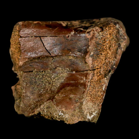 1.1" Pachycephalosaurus Dinosaur Bone Specimen Fossil Lance Creek FM Wyoming COA