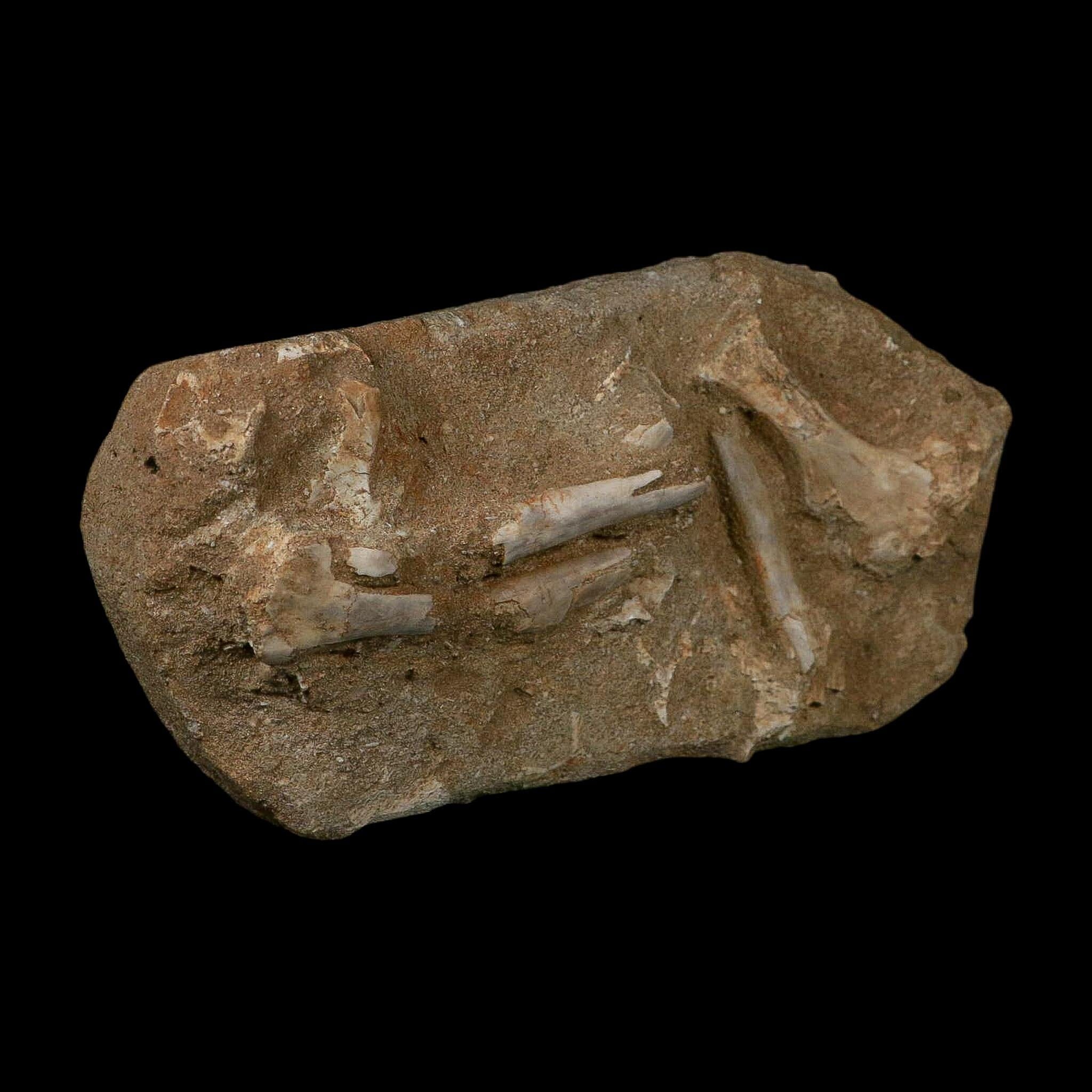 Pterosaur Tethydraco Regalis Fossil Bone Upper Cretaceous Morocco Stand COA - Fossil Age Minerals