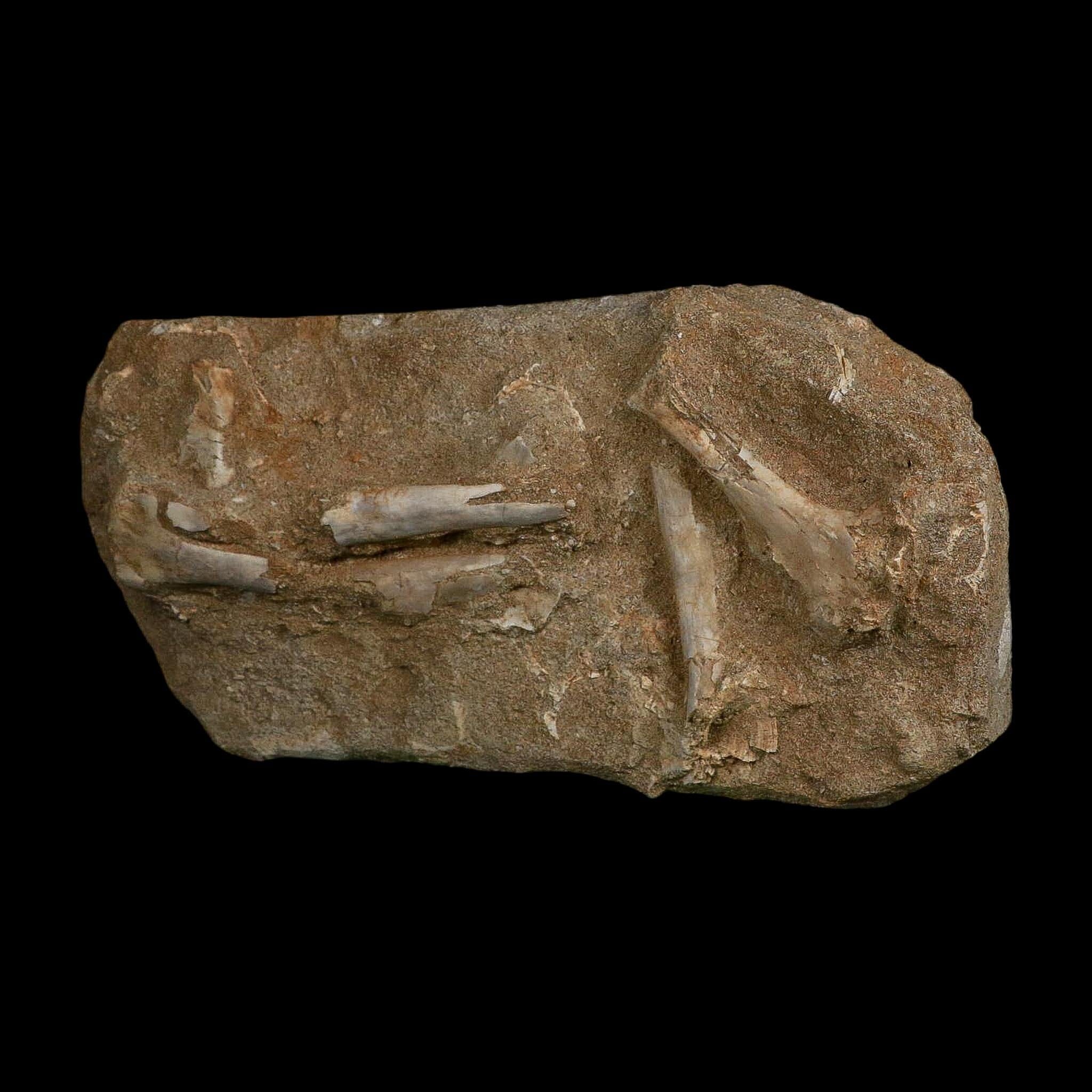 Pterosaur Tethydraco Regalis Fossil Bone Upper Cretaceous Morocco Stand COA - Fossil Age Minerals