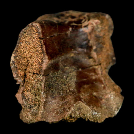 1.1" Pachycephalosaurus Dinosaur Bone Specimen Fossil Lance Creek FM Wyoming COA