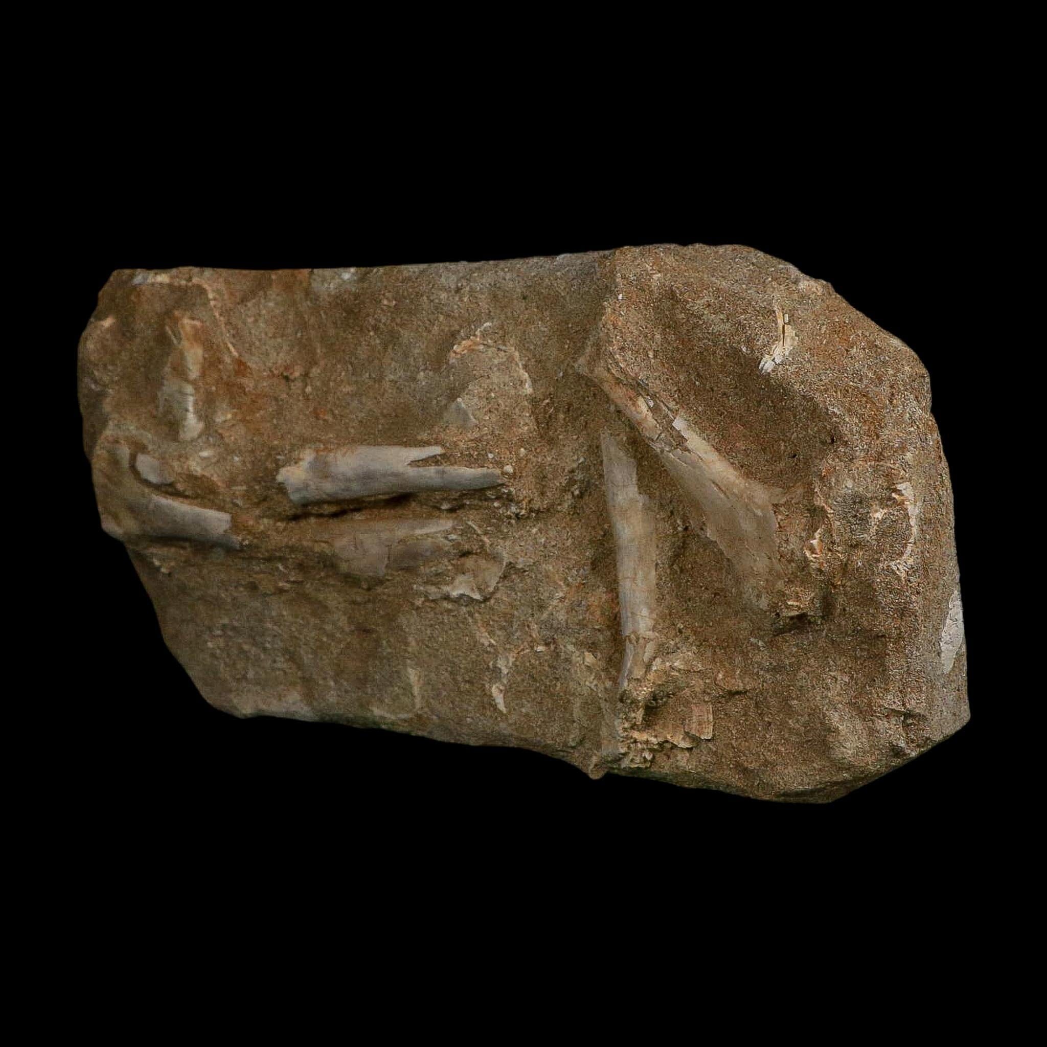 Pterosaur Tethydraco Regalis Fossil Bone Upper Cretaceous Morocco Stand COA - Fossil Age Minerals