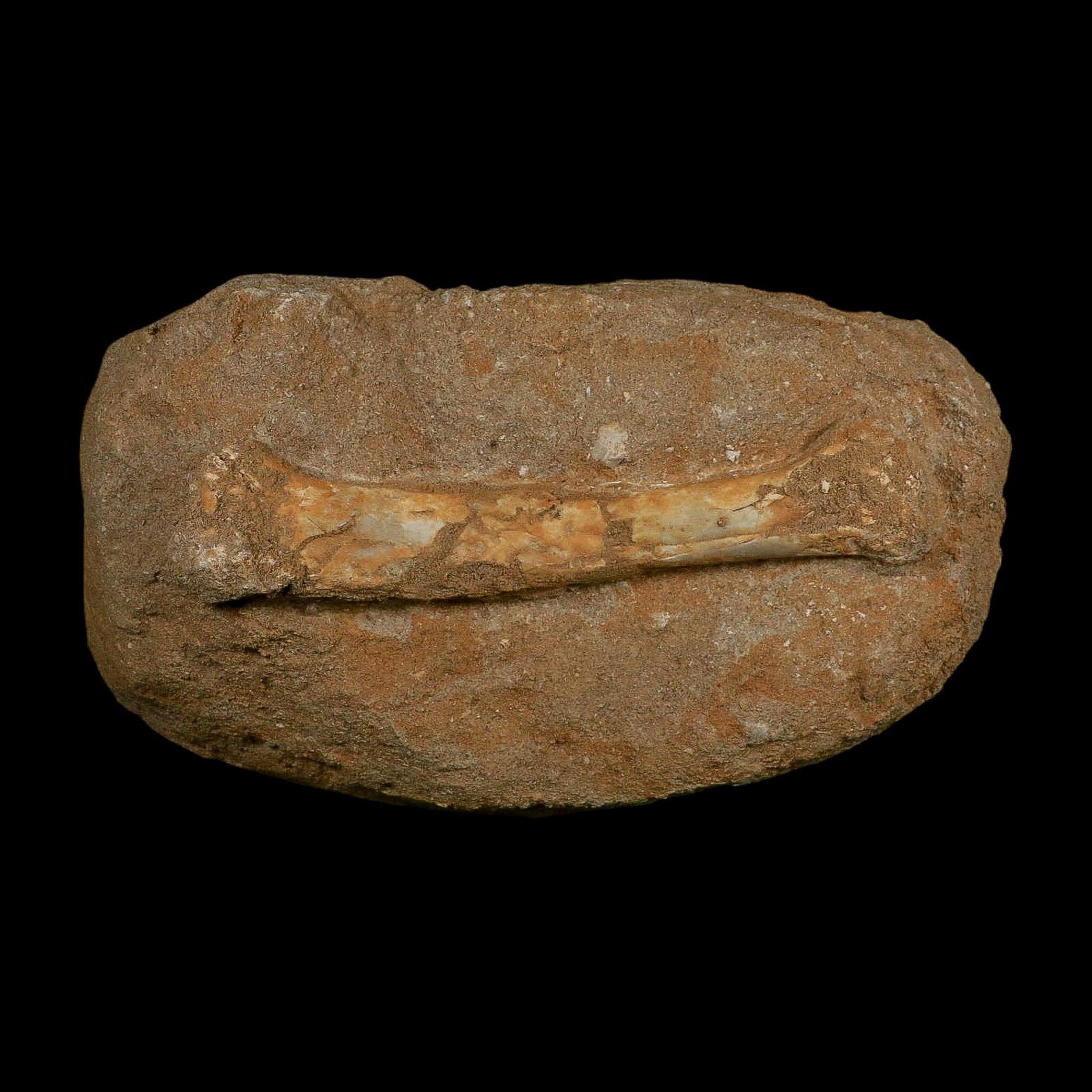 5.5" Pterosaur Tethydraco Regalis Fossil Bone Upper Cretaceous Morocco Stand COA - Fossil Age Minerals