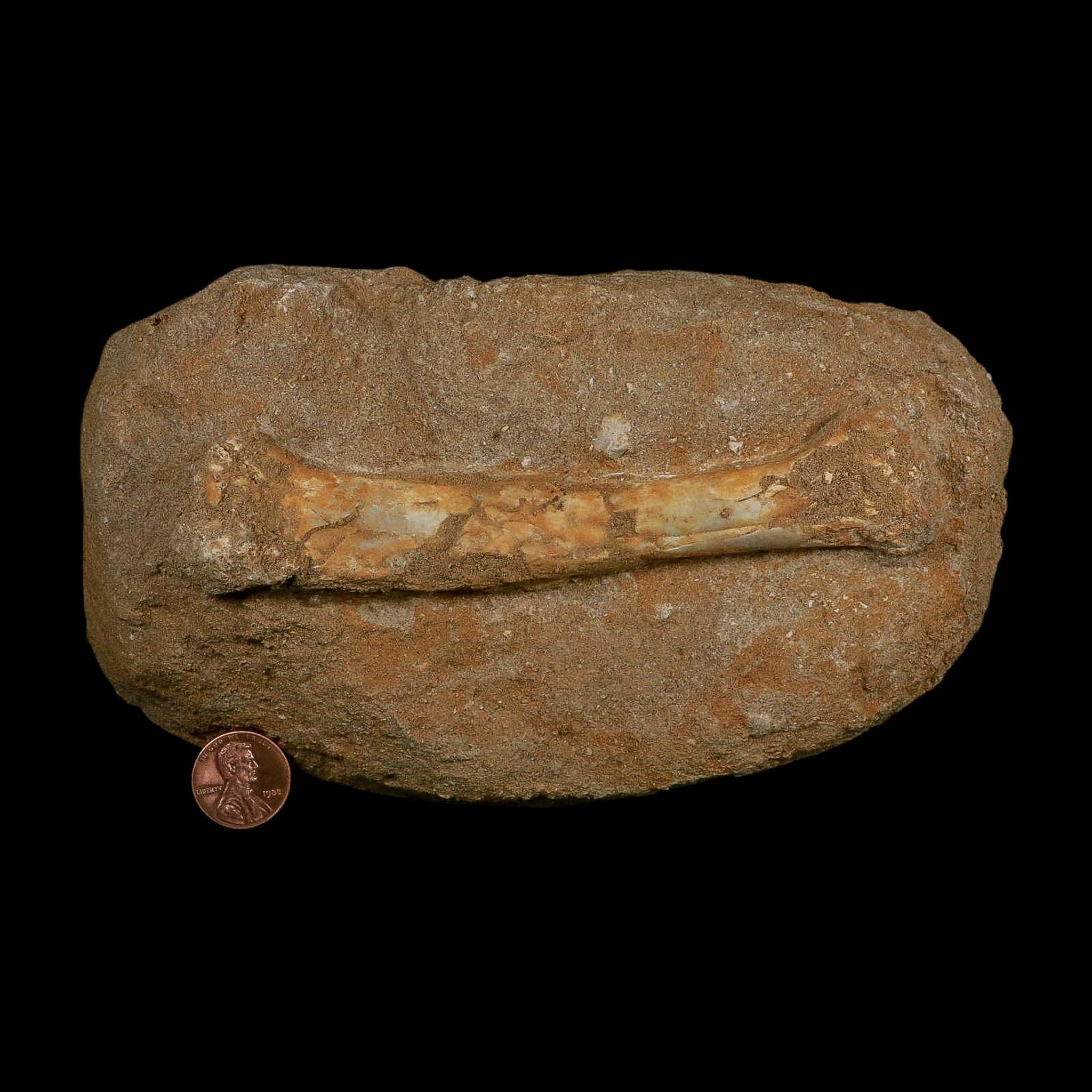 5.5" Pterosaur Tethydraco Regalis Fossil Bone Upper Cretaceous Morocco Stand COA - Fossil Age Minerals