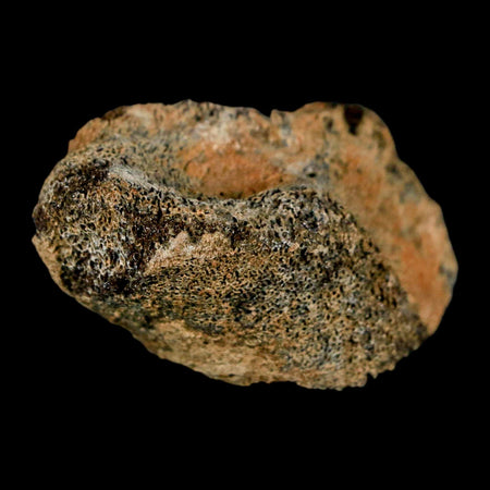 1.7" Pachycephalosaurus Dinosaur Fossil Bone Lance Creek Formation Wyoming COA