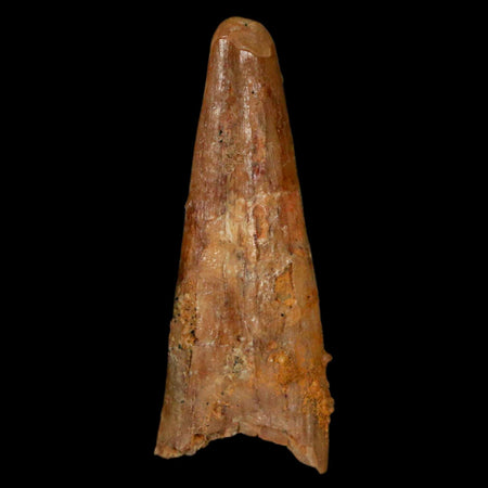 1.1" Pterosaur Coloborhynchus Fossil Tooth Upper Cretaceous Morocco COA, Display