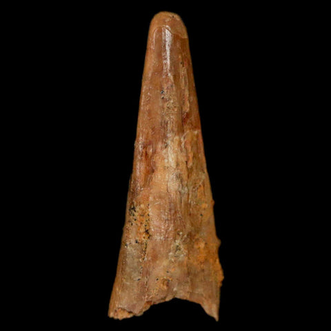 1.1" Pterosaur Coloborhynchus Fossil Tooth Upper Cretaceous Morocco COA, Display - Fossil Age Minerals