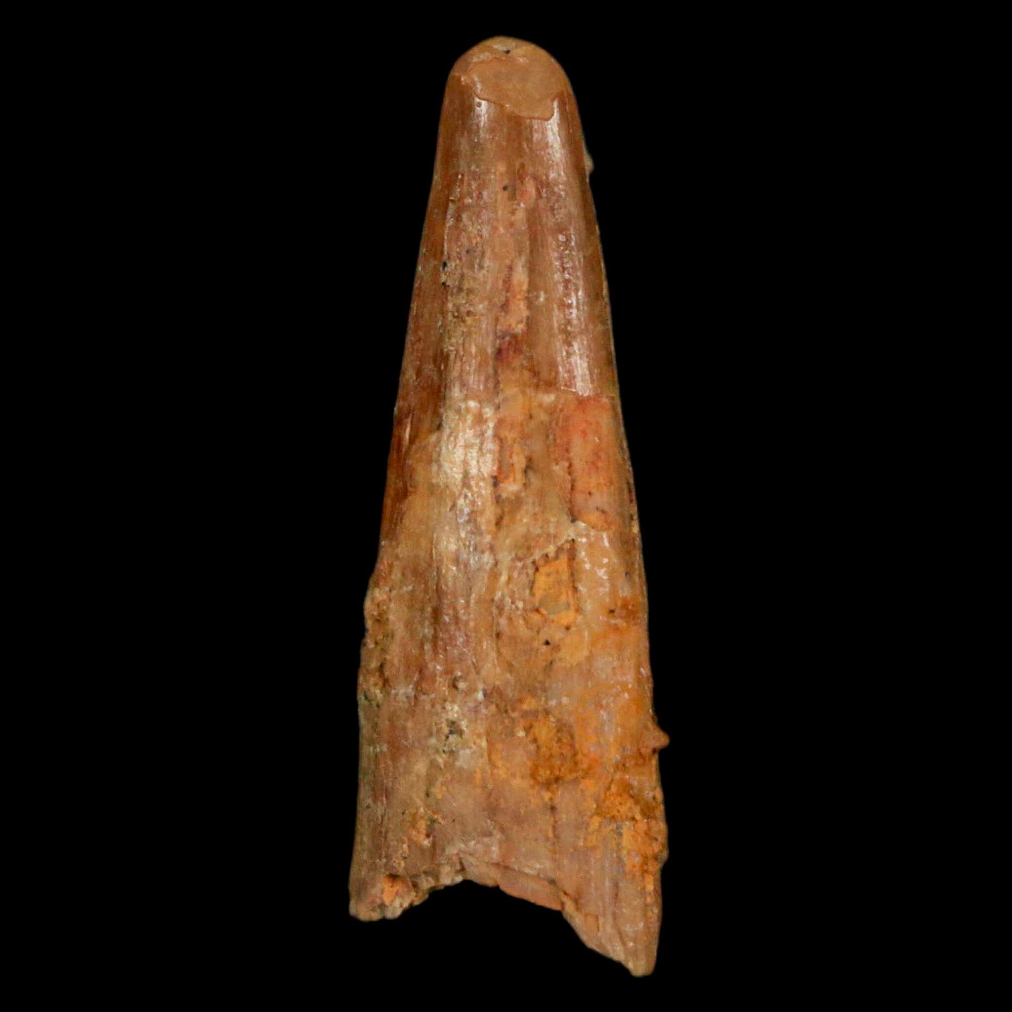 1.1" Pterosaur Coloborhynchus Fossil Tooth Upper Cretaceous Morocco COA, Display - Fossil Age Minerals