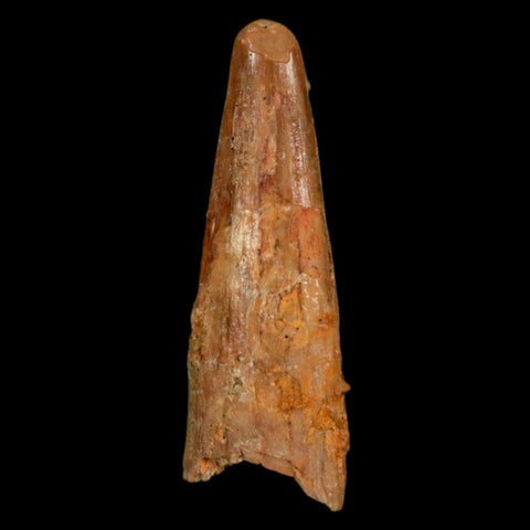 1.1" Pterosaur Coloborhynchus Fossil Tooth Upper Cretaceous Morocco COA, Display - Fossil Age Minerals