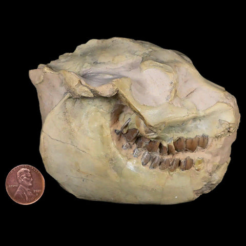 3.7" Leptauchenia Decora Oreodont Fossil Skull Miocene Age South Dakota Badlands - Fossil Age Minerals