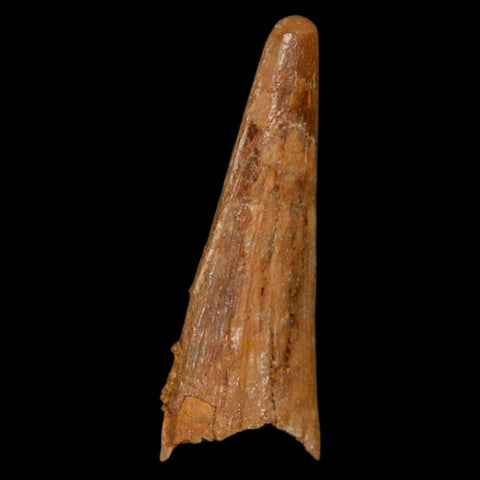 1.1" Pterosaur Coloborhynchus Fossil Tooth Upper Cretaceous Morocco COA, Display - Fossil Age Minerals