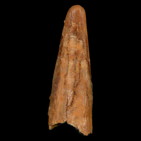 1.1" Pterosaur Coloborhynchus Fossil Tooth Upper Cretaceous Morocco COA, Display - Fossil Age Minerals