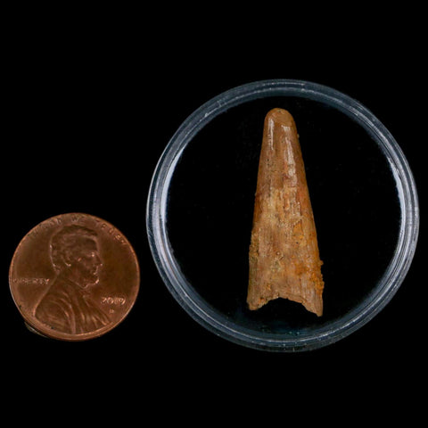 1.1" Pterosaur Coloborhynchus Fossil Tooth Upper Cretaceous Morocco COA, Display - Fossil Age Minerals