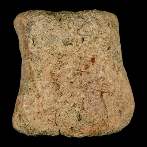 2" Hadrosaur Dinosaur Fossil Limb Bone Lance Creek Formation Wyoming COA - Fossil Age Minerals