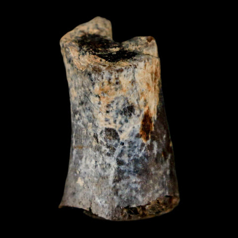 0.9" Phytosaur Fossil Tail Vertebrae Bone Late Triassic Age Archosaur Chinle FM, AZ COA - Fossil Age Minerals