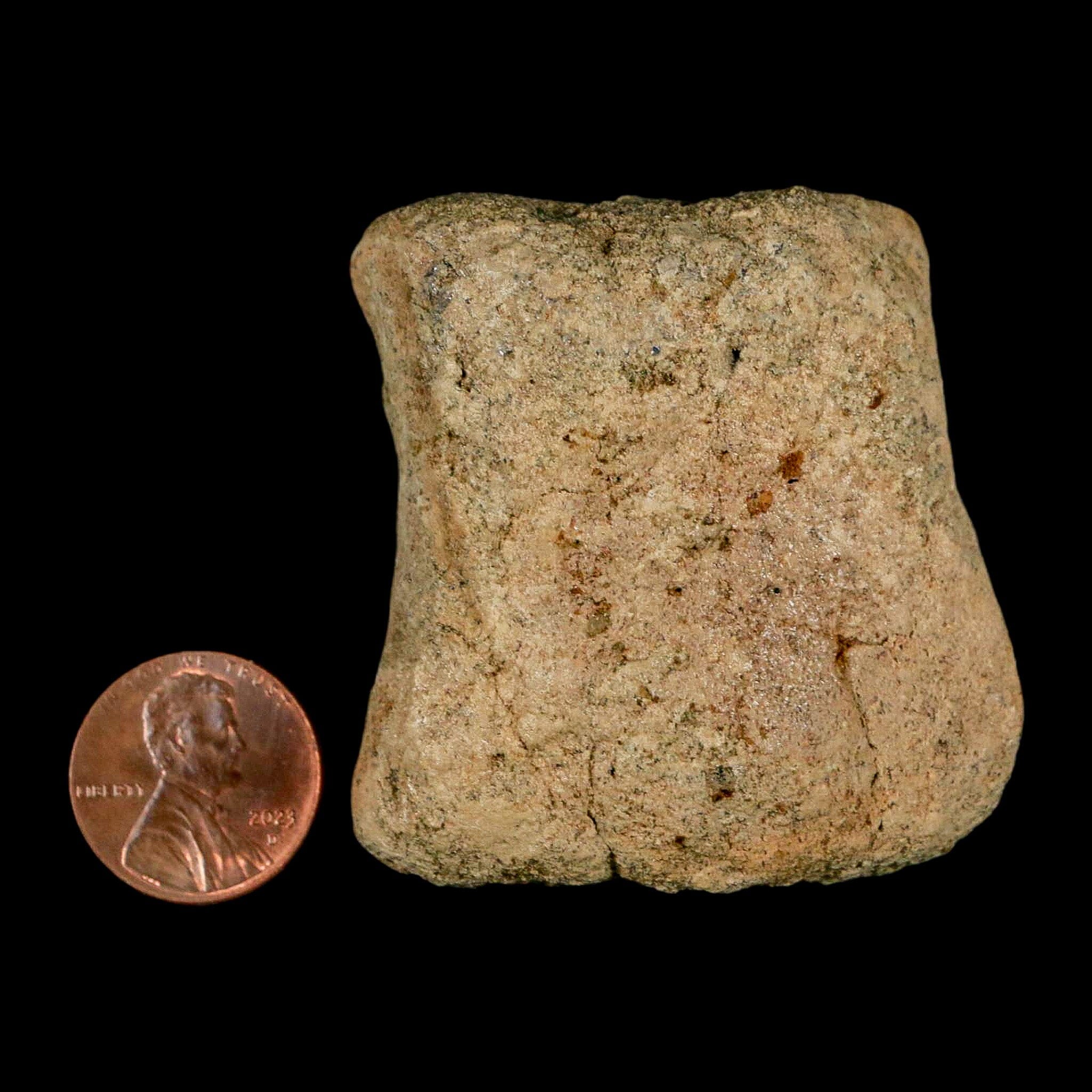 2" Hadrosaur Dinosaur Fossil Limb Bone Lance Creek Formation Wyoming COA - Fossil Age Minerals