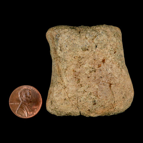 2" Hadrosaur Dinosaur Fossil Limb Bone Lance Creek Formation Wyoming COA - Fossil Age Minerals