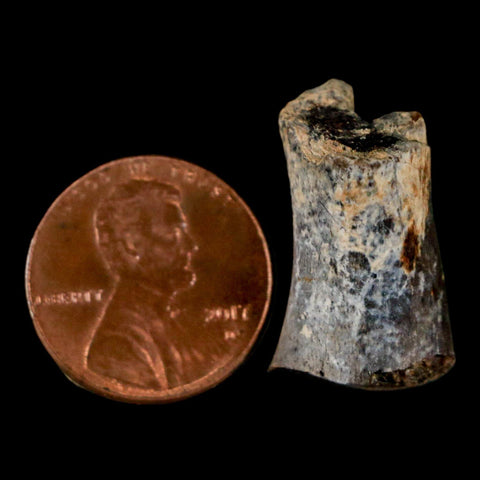 0.9" Phytosaur Fossil Tail Vertebrae Bone Late Triassic Age Archosaur Chinle FM, AZ COA - Fossil Age Minerals