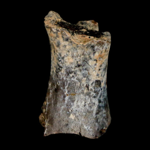 0.9" Phytosaur Fossil Tail Vertebrae Bone Late Triassic Age Archosaur Chinle FM, AZ COA - Fossil Age Minerals