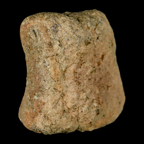 2" Hadrosaur Dinosaur Fossil Limb Bone Lance Creek Formation Wyoming COA - Fossil Age Minerals