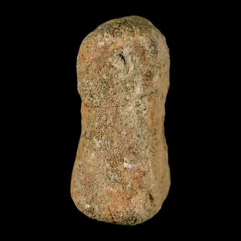 2" Hadrosaur Dinosaur Fossil Limb Bone Lance Creek Formation Wyoming COA - Fossil Age Minerals