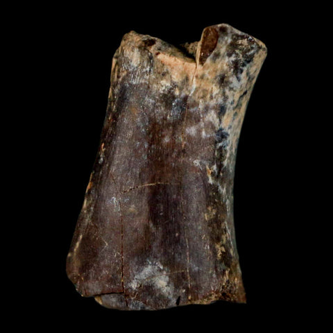 0.9" Phytosaur Fossil Tail Vertebrae Bone Late Triassic Age Archosaur Chinle FM, AZ COA - Fossil Age Minerals