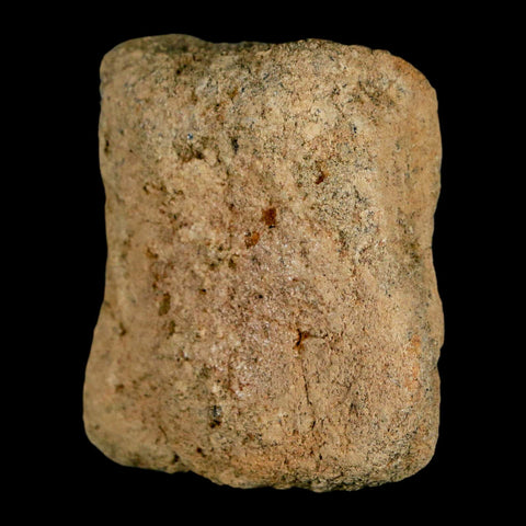 2" Hadrosaur Dinosaur Fossil Limb Bone Lance Creek Formation Wyoming COA - Fossil Age Minerals