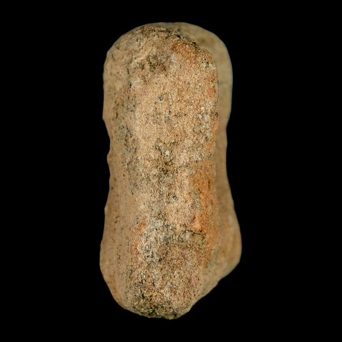 2" Hadrosaur Dinosaur Fossil Limb Bone Lance Creek Formation Wyoming COA - Fossil Age Minerals