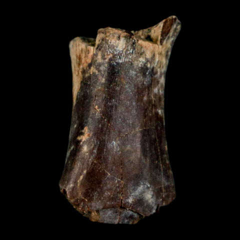 0.9" Phytosaur Fossil Tail Vertebrae Bone Late Triassic Age Archosaur Chinle FM, AZ COA - Fossil Age Minerals