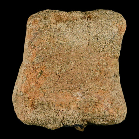 2" Hadrosaur Dinosaur Fossil Limb Bone Lance Creek Formation Wyoming COA - Fossil Age Minerals