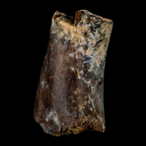 0.9" Phytosaur Fossil Tail Vertebrae Bone Late Triassic Age Archosaur Chinle FM, AZ COA - Fossil Age Minerals