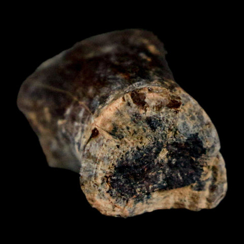 0.9" Phytosaur Fossil Tail Vertebrae Bone Late Triassic Age Archosaur Chinle FM, AZ COA - Fossil Age Minerals