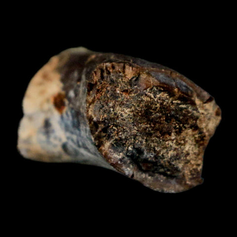 0.9" Phytosaur Fossil Tail Vertebrae Bone Late Triassic Age Archosaur Chinle FM, AZ COA - Fossil Age Minerals