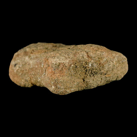 2" Hadrosaur Dinosaur Fossil Limb Bone Lance Creek Formation Wyoming COA - Fossil Age Minerals