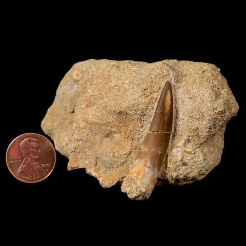 1.7" Plesiosaur Zarafasaura Tooth Fossil In Matrix Cretaceous Dinosaur Era COA - Fossil Age Minerals