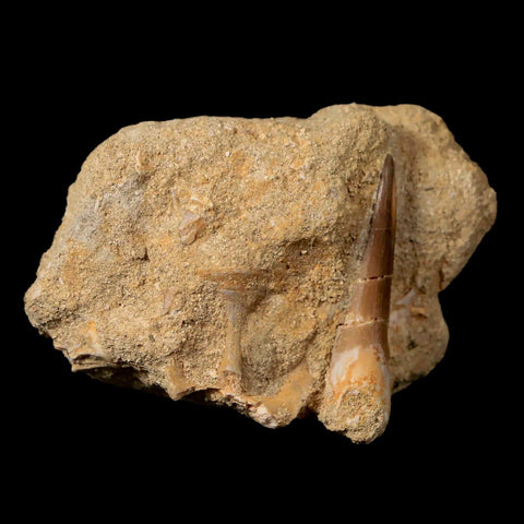 1.7" Plesiosaur Zarafasaura Tooth Fossil In Matrix Cretaceous Dinosaur Era COA - Fossil Age Minerals