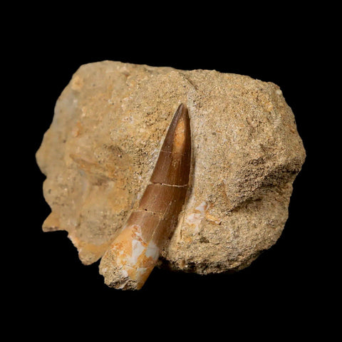 1.7" Plesiosaur Zarafasaura Tooth Fossil In Matrix Cretaceous Dinosaur Era COA - Fossil Age Minerals