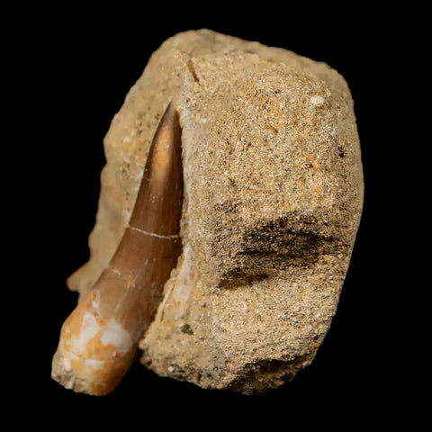 1.7" Plesiosaur Zarafasaura Tooth Fossil In Matrix Cretaceous Dinosaur Era COA - Fossil Age Minerals