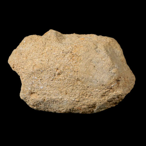 1.7" Plesiosaur Zarafasaura Tooth Fossil In Matrix Cretaceous Dinosaur Era COA - Fossil Age Minerals