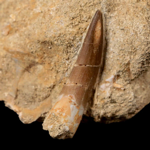 1.7" Plesiosaur Zarafasaura Tooth Fossil In Matrix Cretaceous Dinosaur Era COA - Fossil Age Minerals