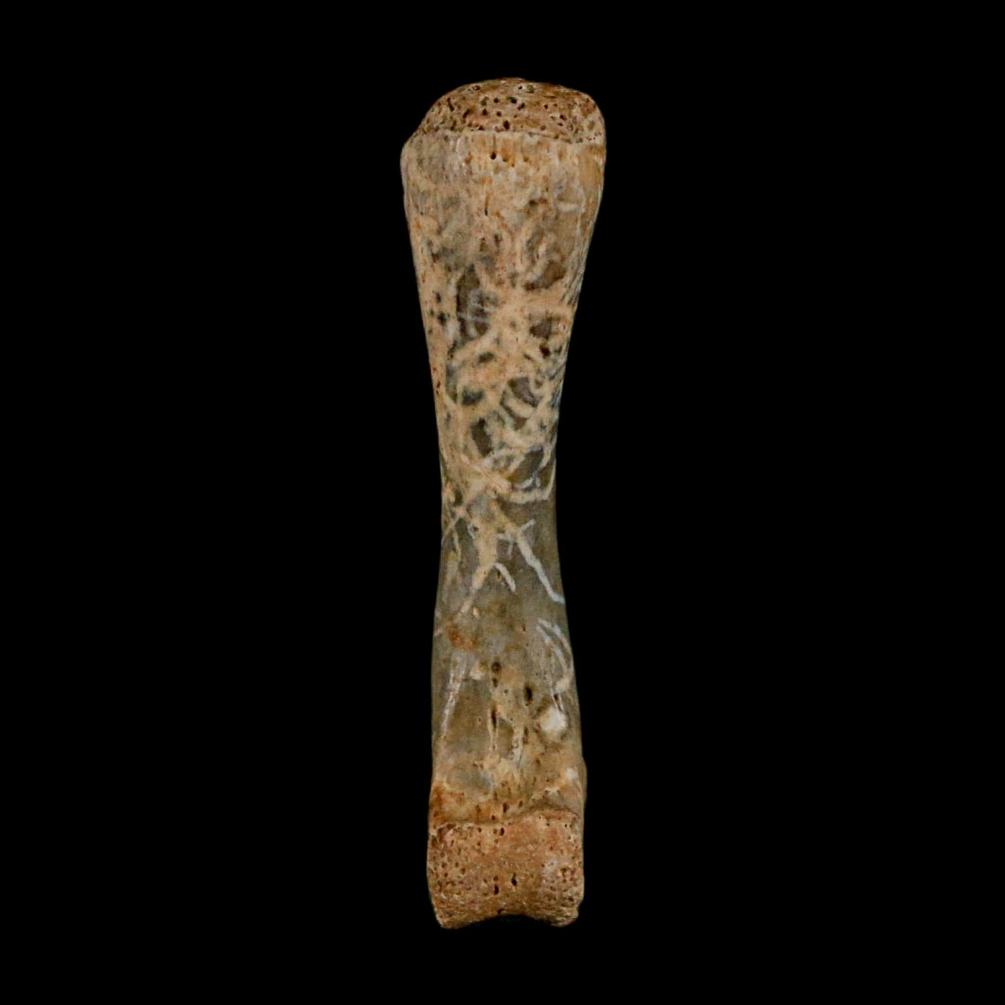 1.3" Fossil Turtle Limb Bone Lance Creek FM Wyoming Dinosaur Cretaceous Age - Fossil Age Minerals