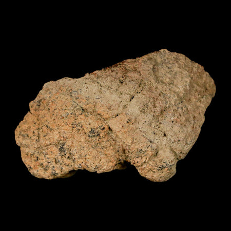 2" Pachycephalosaurus Dinosaur Skull Dome Fossil Lance Creek FM Wyoming COA