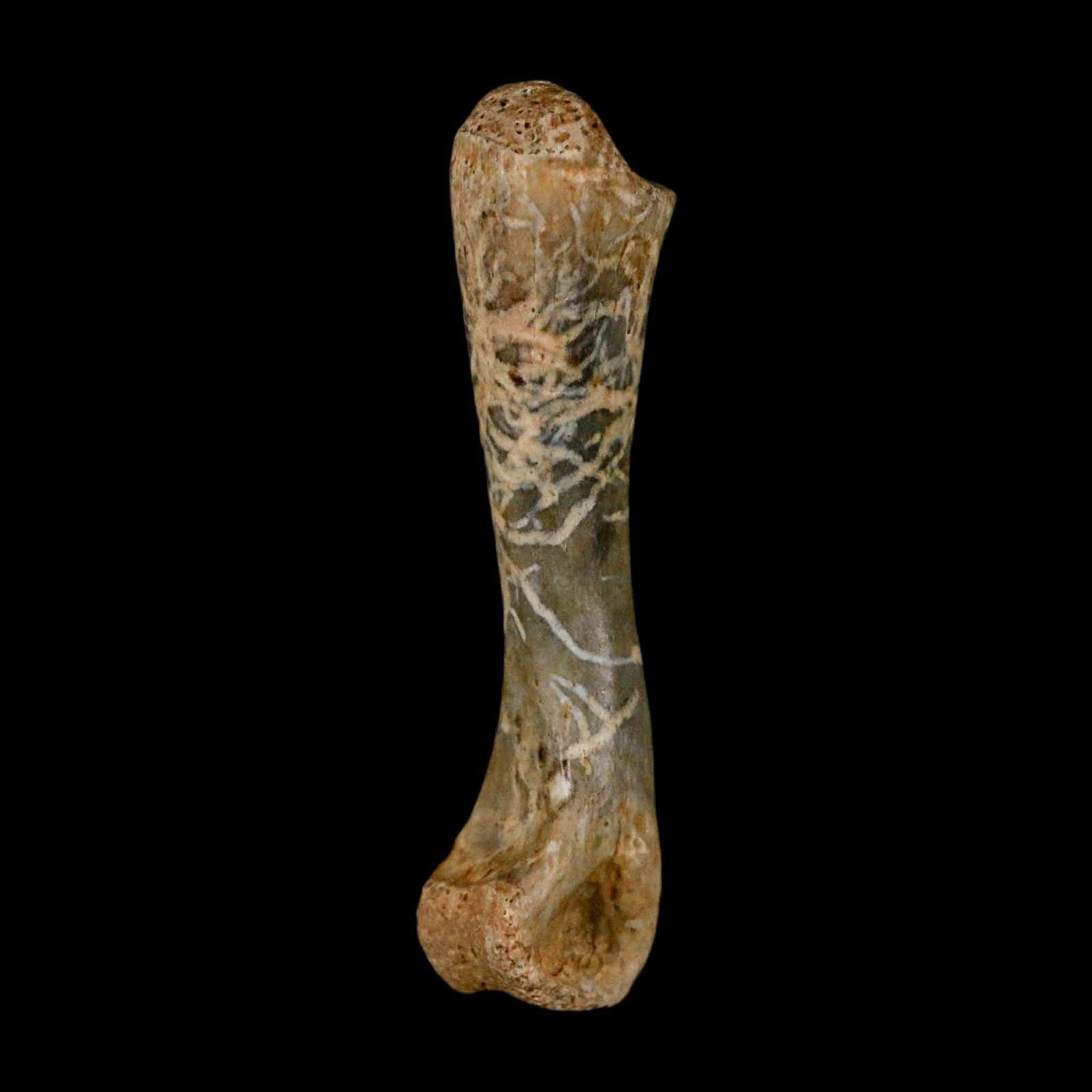 1.3" Fossil Turtle Limb Bone Lance Creek FM Wyoming Dinosaur Cretaceous Age - Fossil Age Minerals