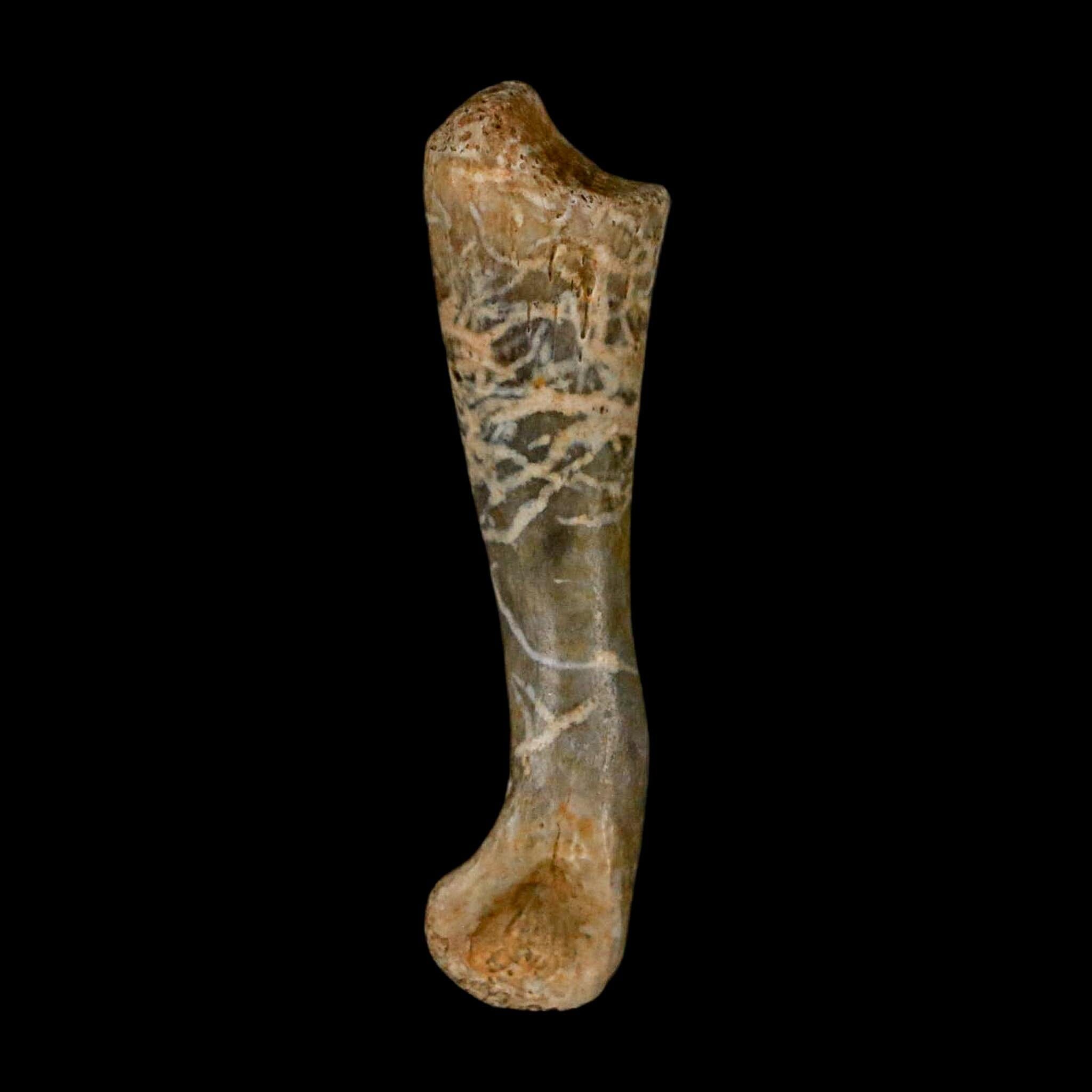 1.3" Fossil Turtle Limb Bone Lance Creek FM Wyoming Dinosaur Cretaceous Age - Fossil Age Minerals